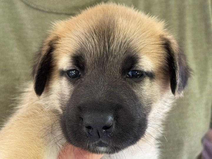 chinook puppy